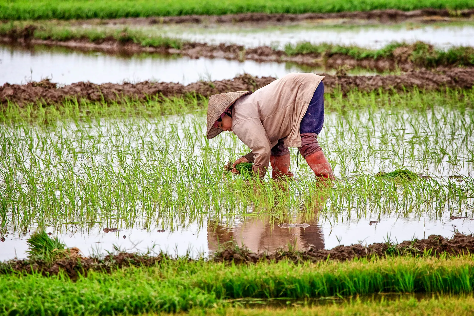 Kobieta zbiera ryż Kobieta zbiera ryż
