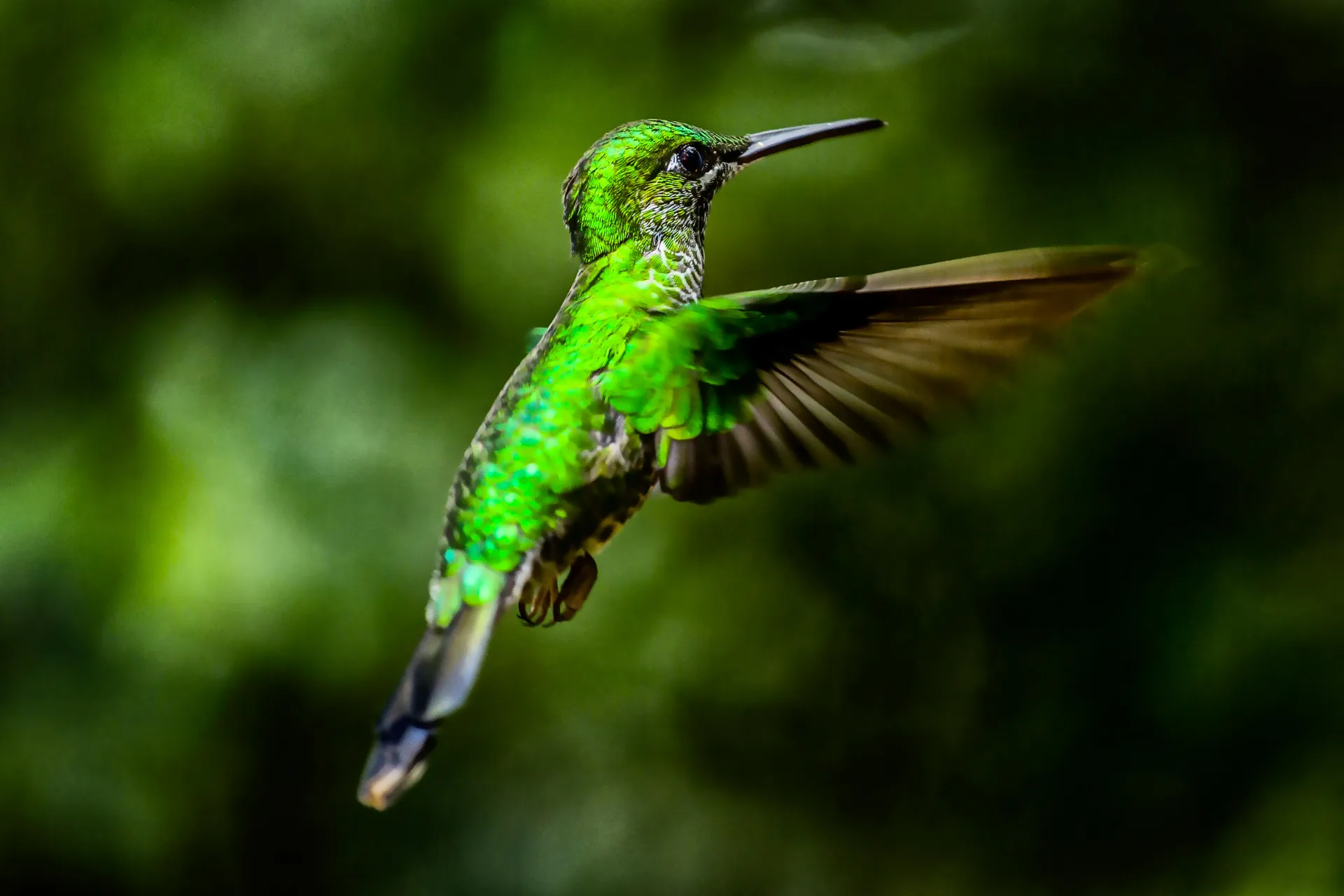 Zielony koliber w Kostaryce z 25–50 uderzeniami skrzydeł na sekundę Zielony koliber w Kostaryce z 25–50 uderzeniami skrzydeł na sekundę