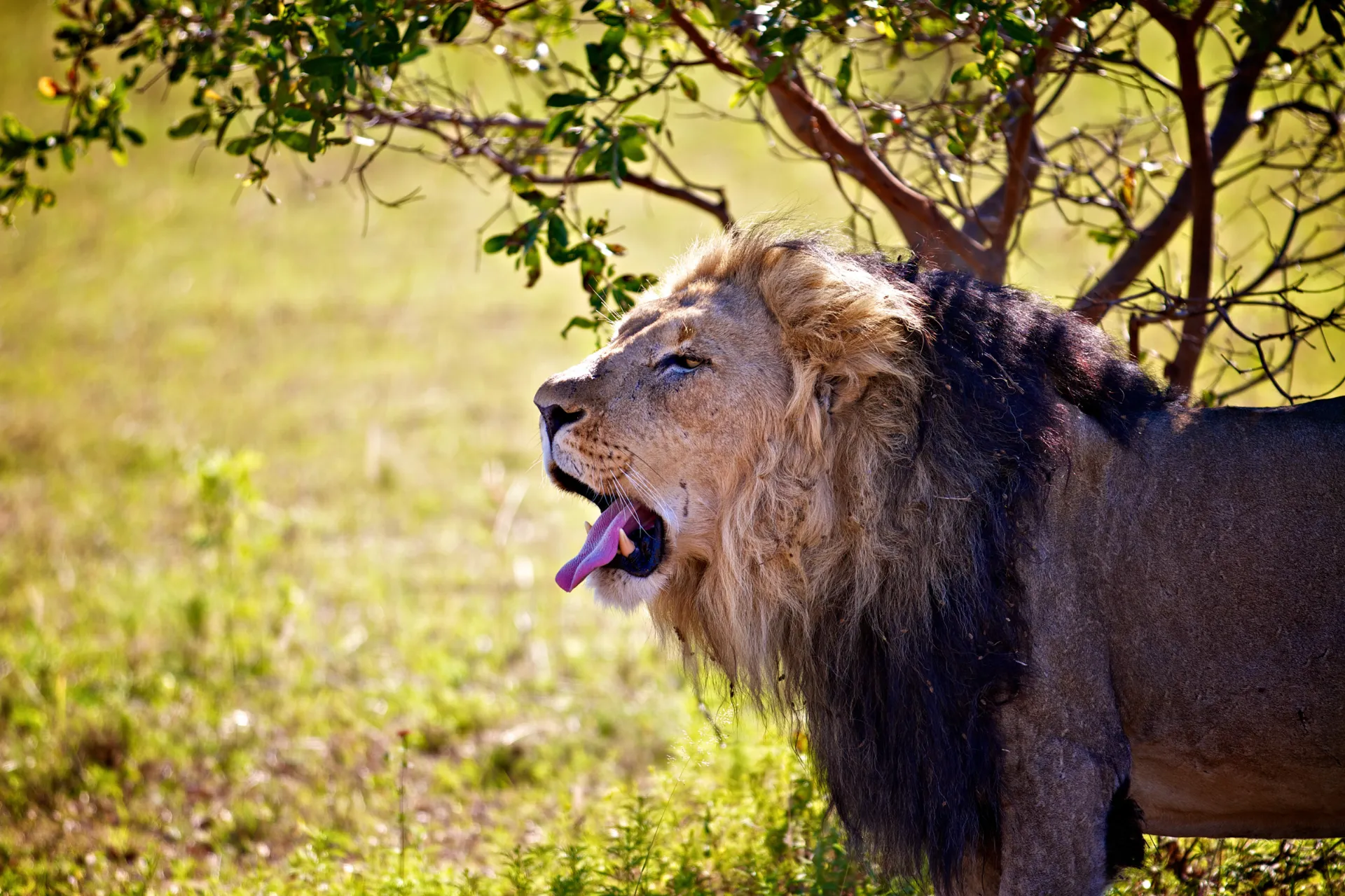 Ryk lwa w Entabeni Ryk lwa w Entabeni