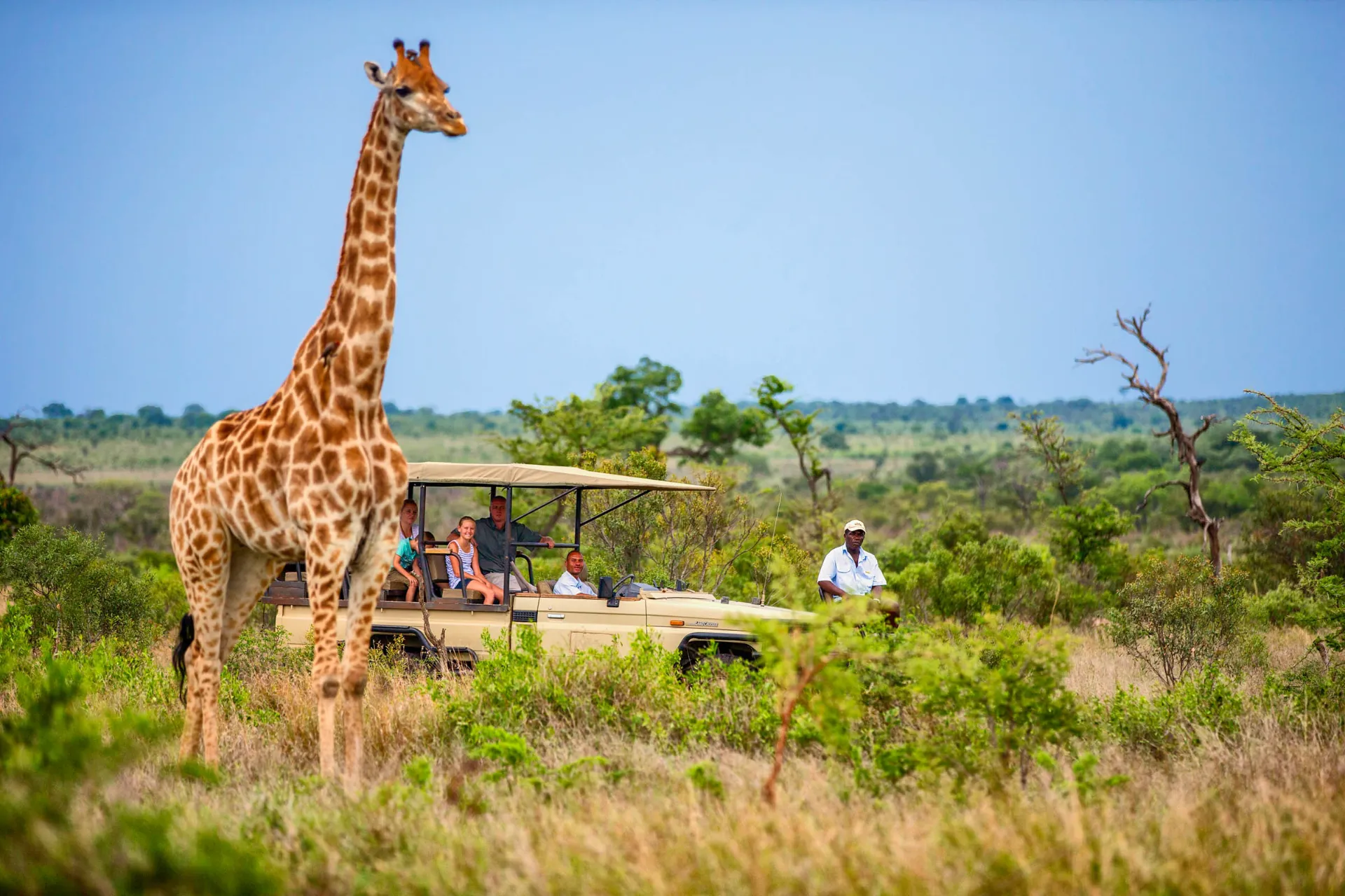 Żyrafa może osiągnąć 6 m wysokości – jej cielęta mają około 1,8 m przy urodzeniu Żyrafa może osiągnąć 6 m wysokości – jej cielęta mają około 1,8 m przy urodzeniu