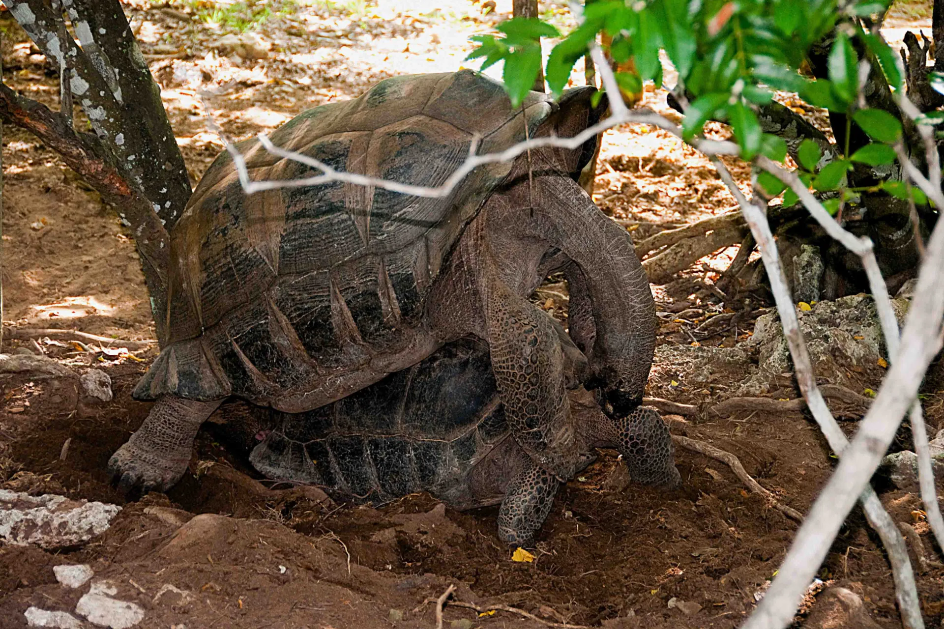 Żółwie olbrzymie z Aldabry mogą mieć ponad metr długości i ważyć do 250 kg – a więcej jest w drodze