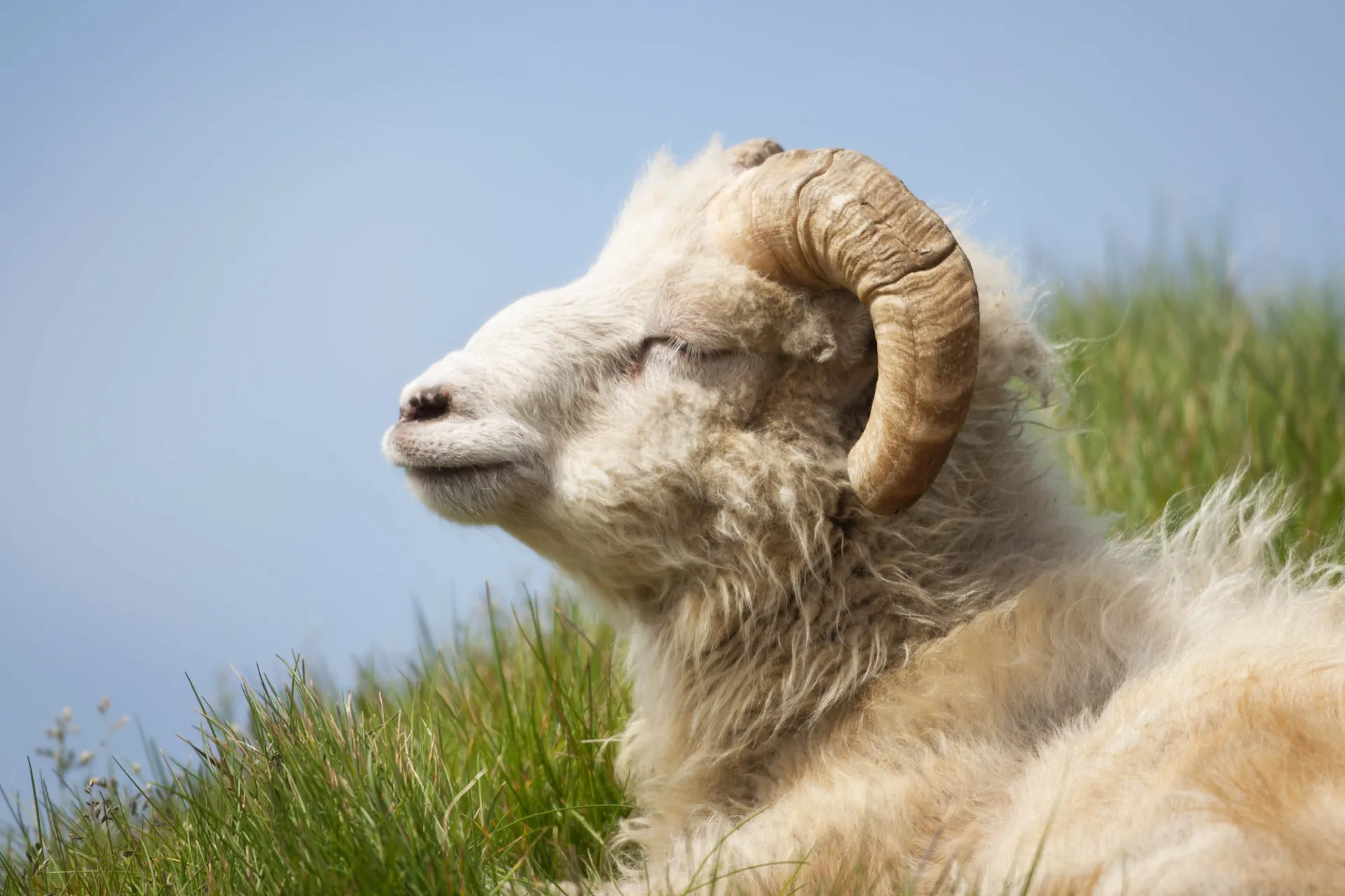 Hodowla owiec była główną gałęzią gospodarki na Wyspach Owczych do XIX wieku Hodowla owiec była główną gałęzią gospodarki na Wyspach Owczych do XIX wieku