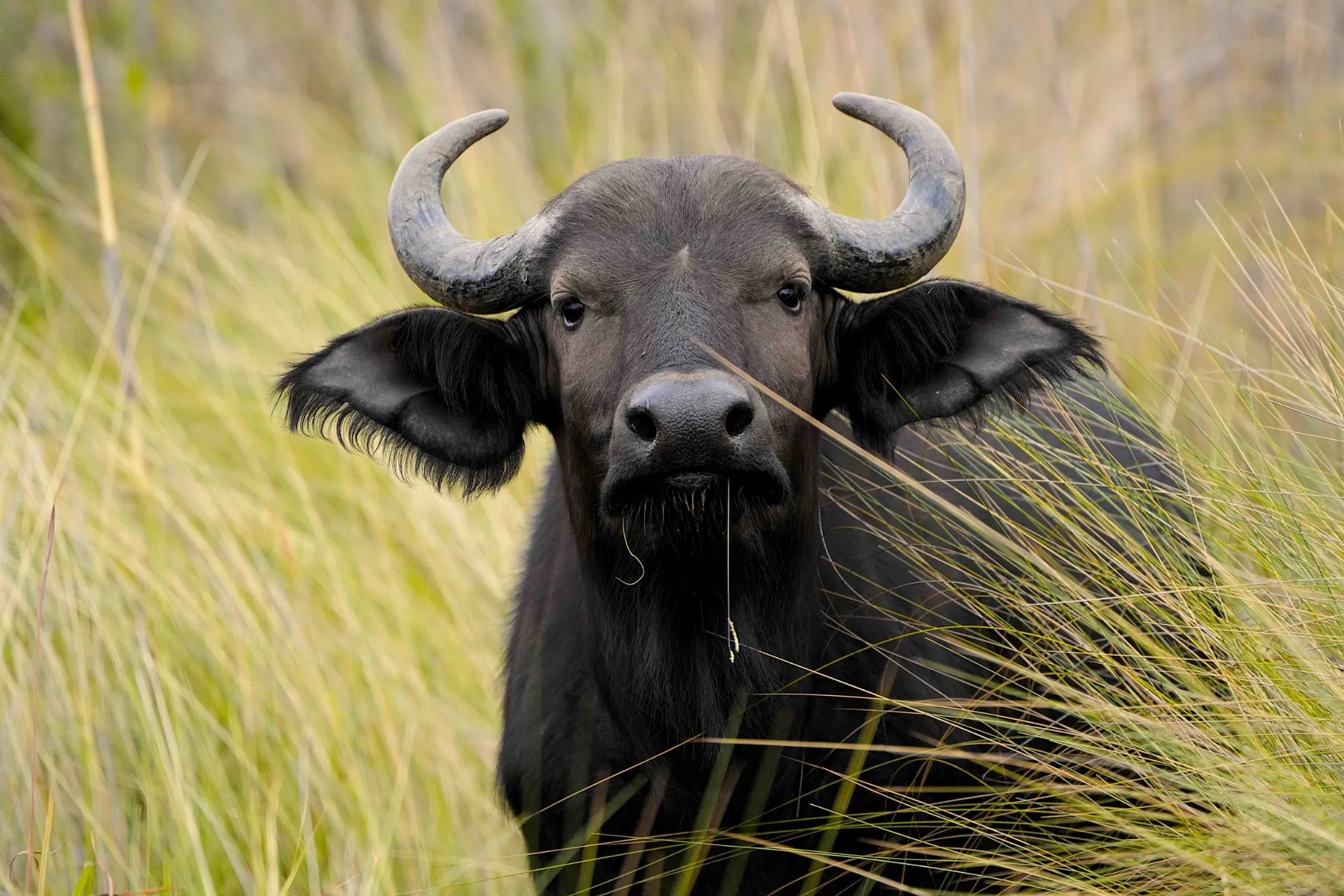 Bawół jest jednym z Wielkiej Piątki Bawół jest jednym z Wielkiej Piątki