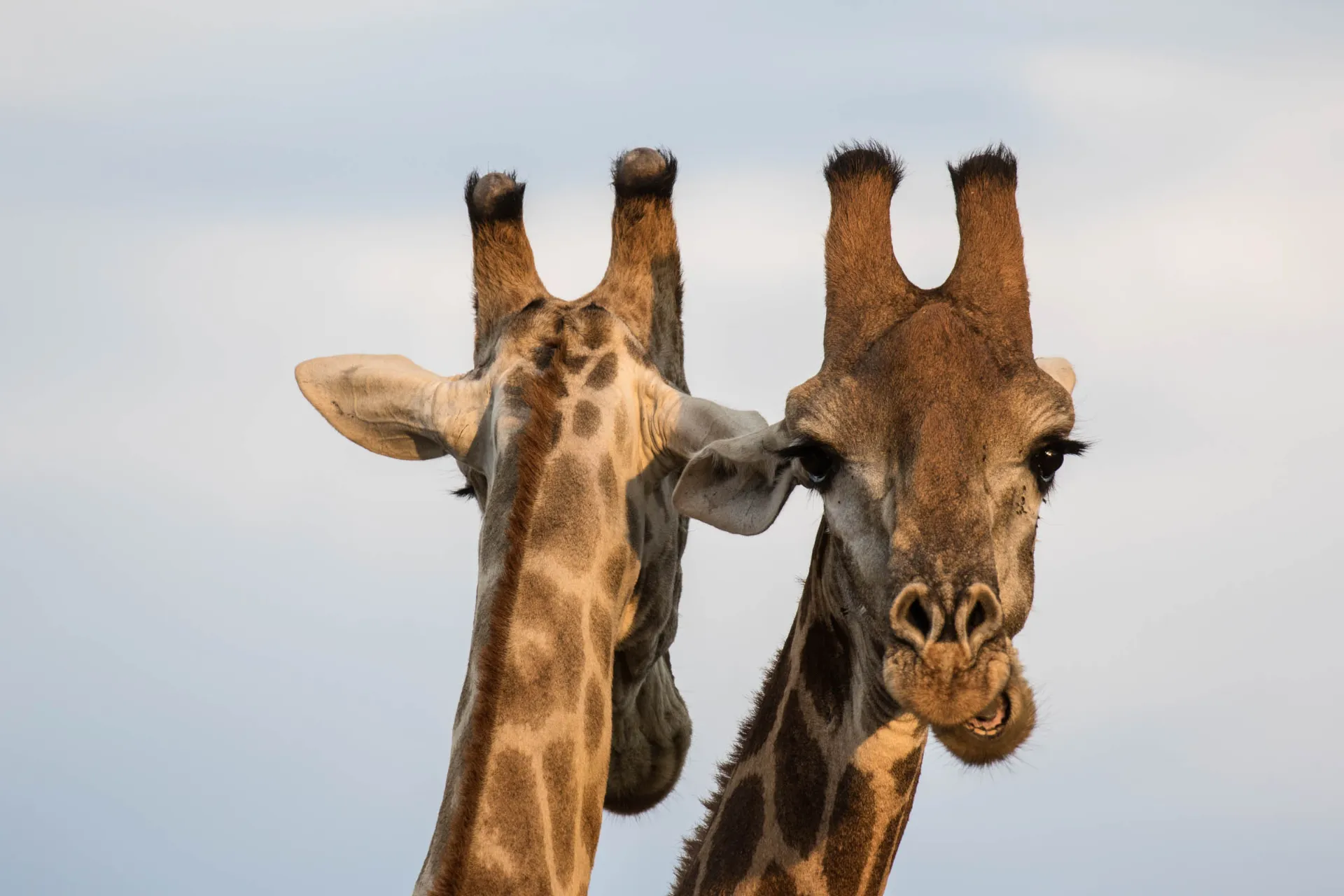 Samce żyraf używają m.in. rogów w walce Samce żyraf używają m.in. rogów w walce