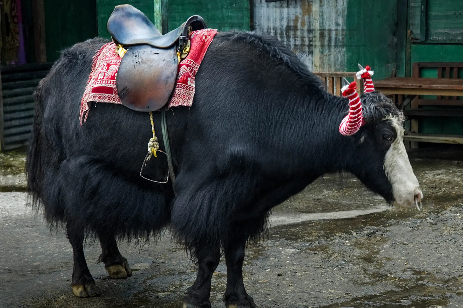 Jak gotowy do jazdy bez troski o dobro zwierząt Jak gotowy do jazdy bez troski o dobro zwierząt