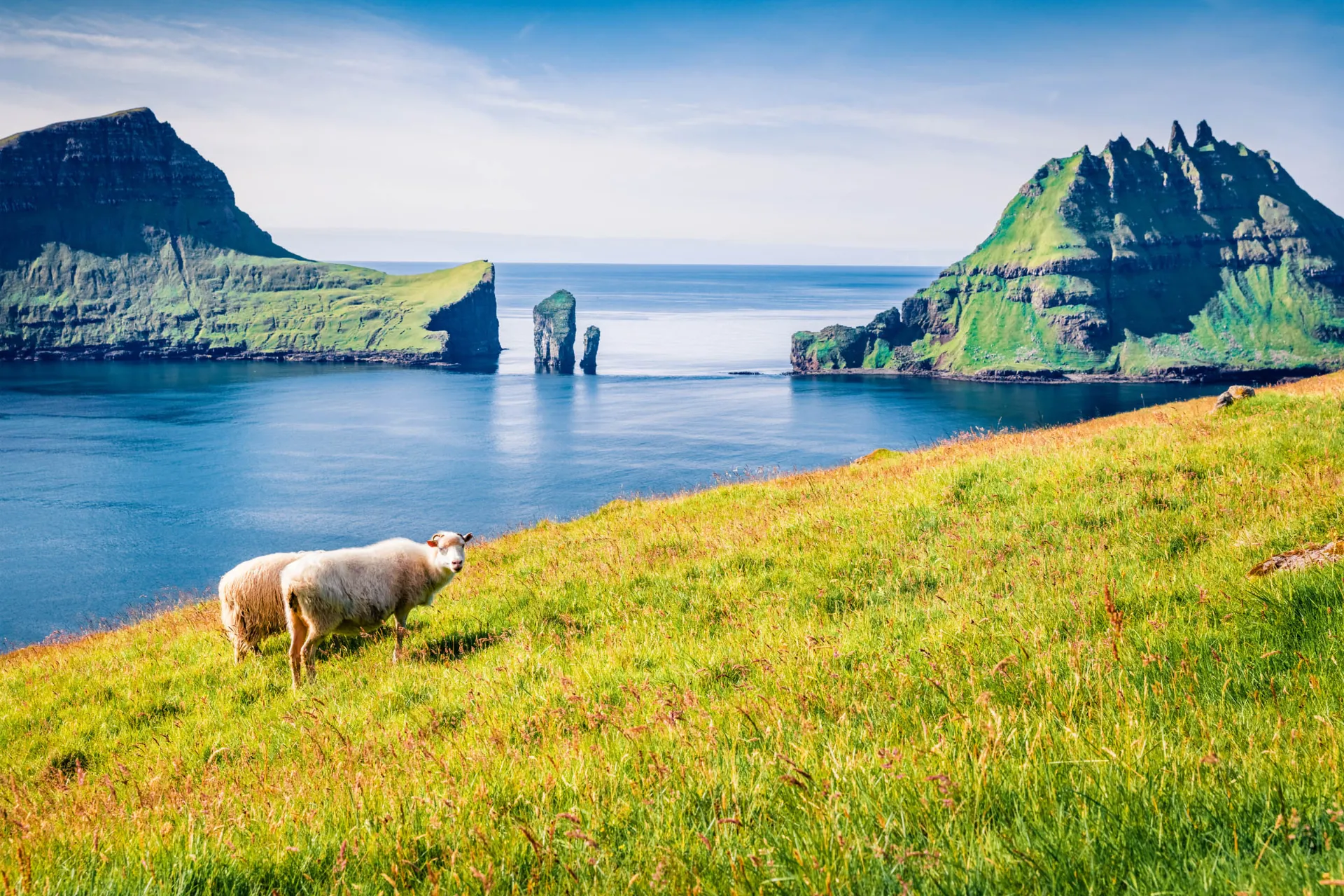 Poza miastami owce mają prawo swobodnie poruszać się po drogach Poza miastami owce mają prawo swobodnie poruszać się po drogach