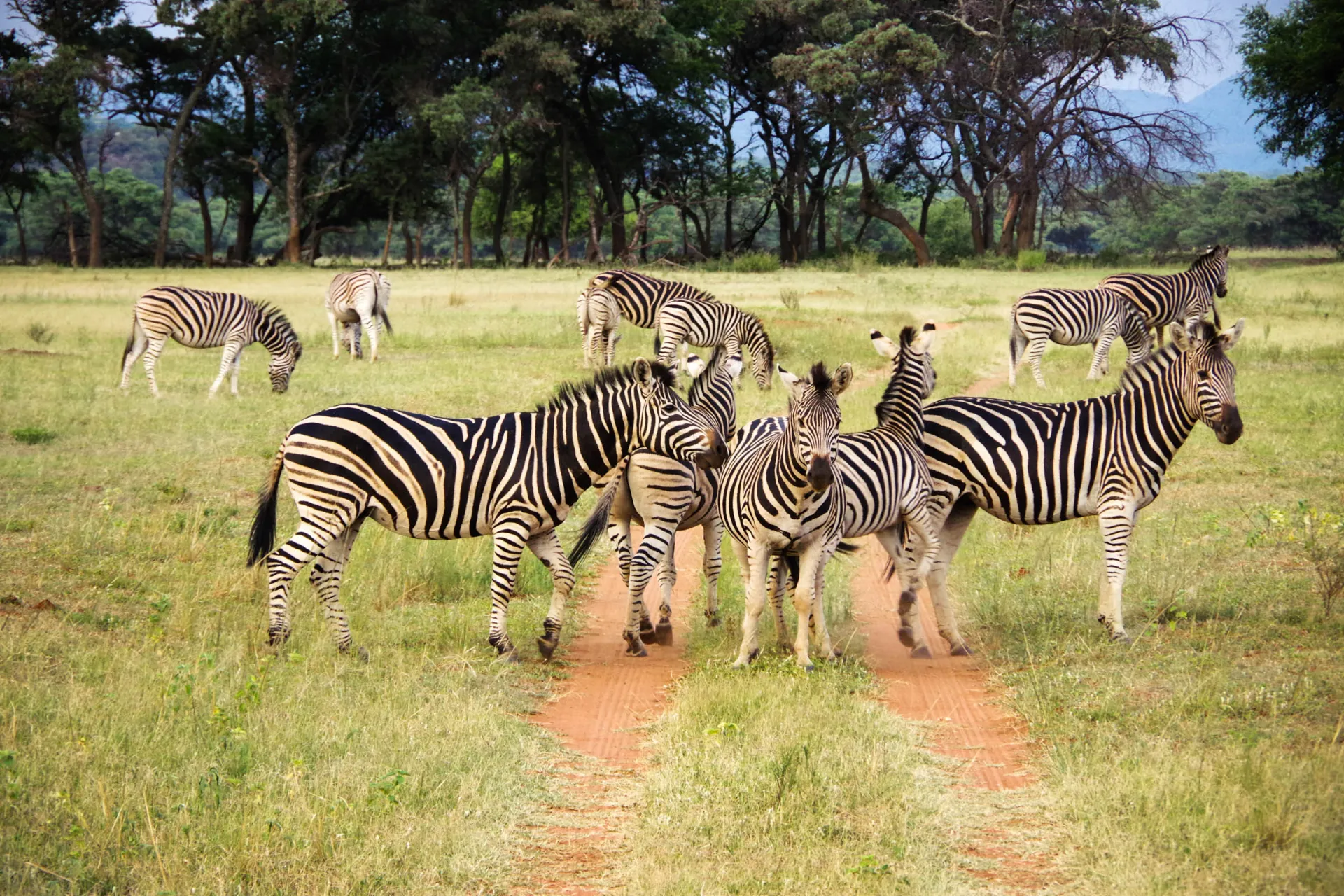 Zebry żyją w stadach - często razem z gnu Zebry żyją w stadach - często razem z gnu