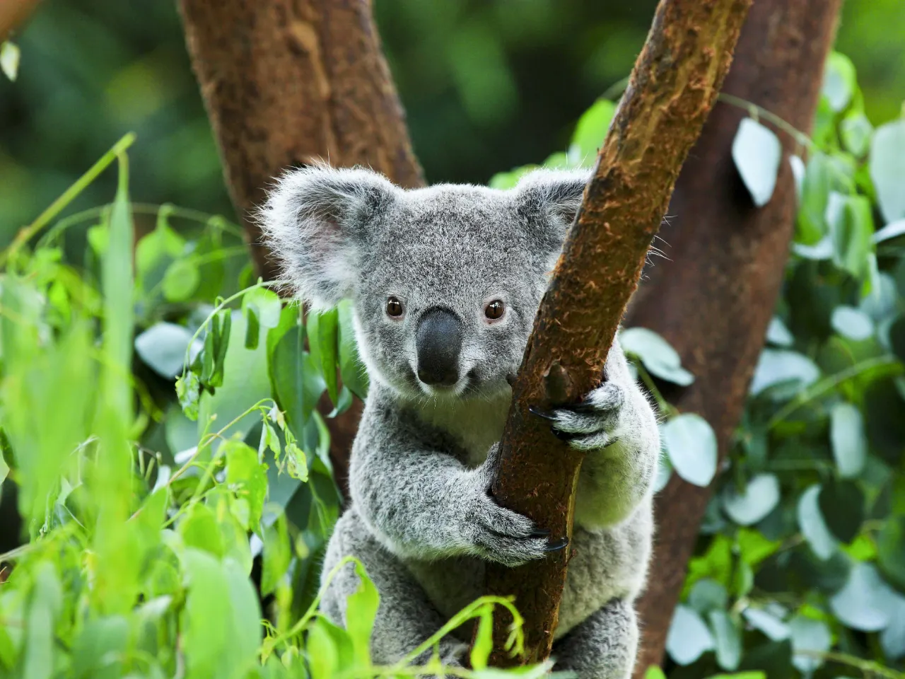 Koala to nadrzewny torbacz, który głównie żywi się liśćmi eukaliptusa