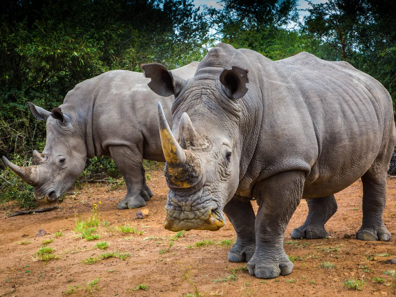 Białe nosorożce – nazwa nie odnosi się do koloru, ale do szerokiego pyska (ang. wide)