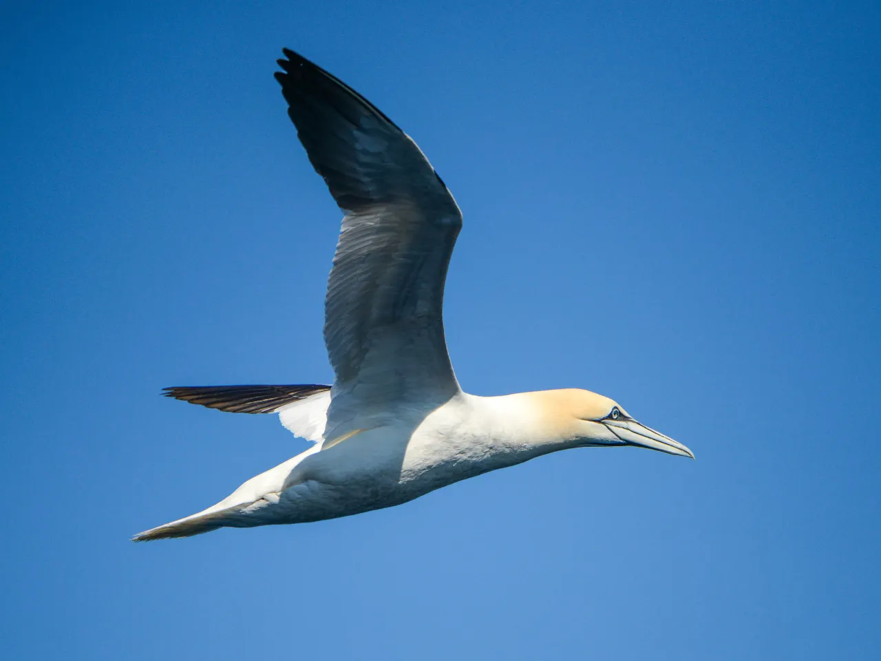 Głuptak nabiera wiatru w skrzydła