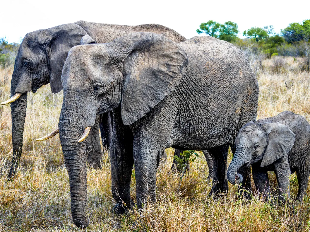 Młode słonia nazywa się słoniątkiem i waży od 70 do 90 kilogramów przy narodzinach Młode słonia nazywa się słoniątkiem i waży od 70 do 90 kilogramów przy narodzinach