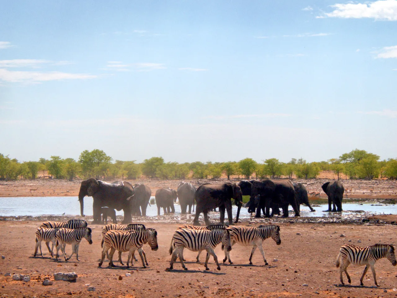 Słonie i zebry spotykają się przy rzece