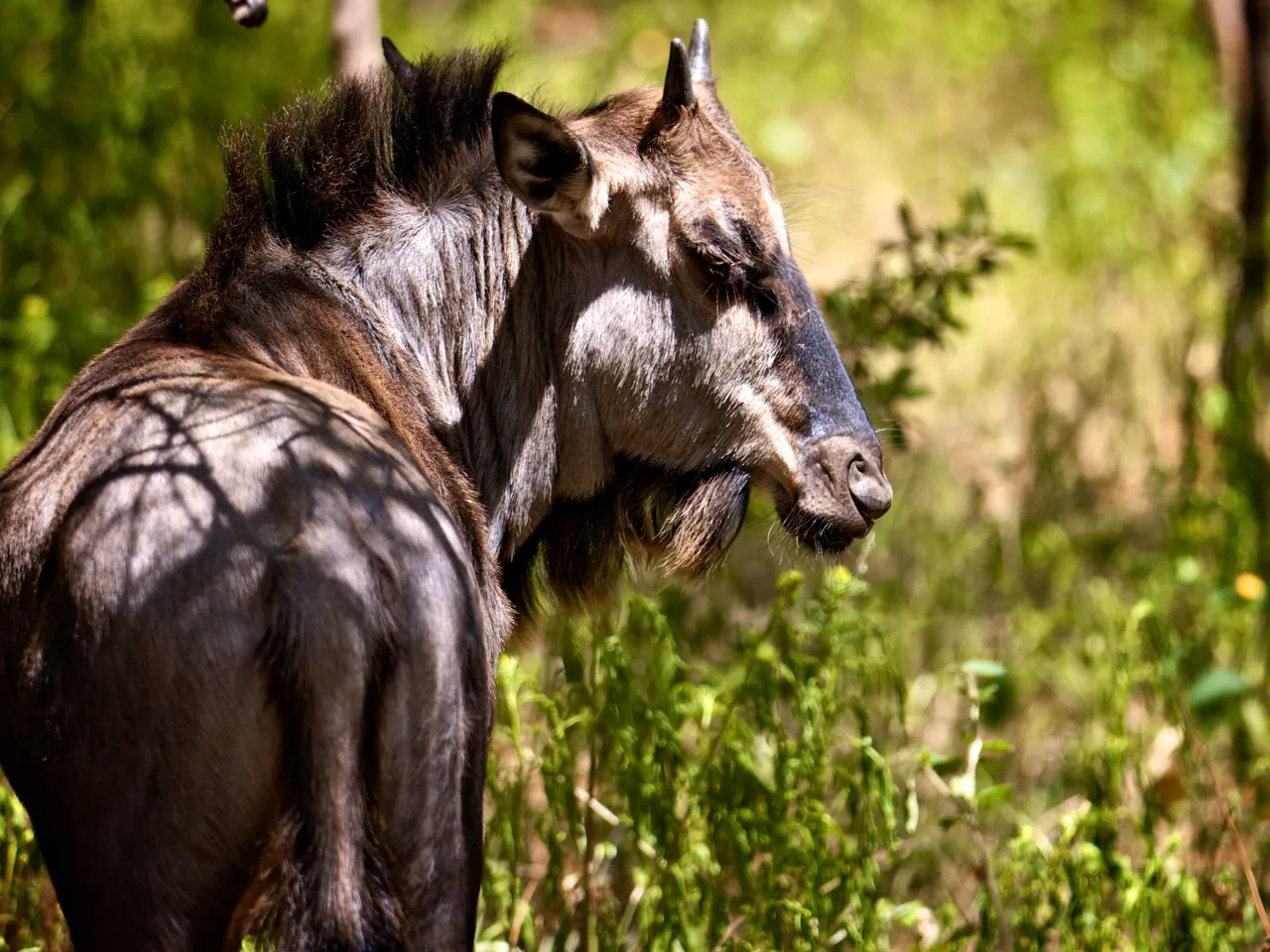Gnu zawdzięcza swoją nazwę swojemu dźwiękowi