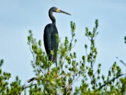 Czapla rafowa to zręczny myśliwy