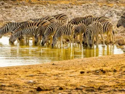 Zebra pije zwykle 20–30 litrów wody dziennie Zebra pije zwykle 20–30 litrów wody dziennie