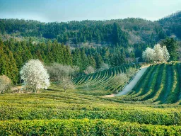 Plantacje herbaty w Boseong falują pięknie
