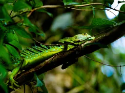 Zielony bazyliszek — „jaszczurka Jezus” — odpoczywa na gałęzi w Tortuguero Zielony bazyliszek — „jaszczurka Jezus” — odpoczywa na gałęzi w Tortuguero