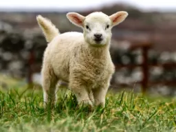 Słodka i delikatna irlandzka jagnięcina Słodka i delikatna irlandzka jagnięcina