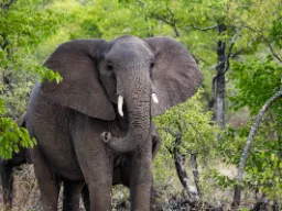 Afrykański słoń to największy lądowy ssak na świecie – może ważyć do 6–7 ton Afrykański słoń to największy lądowy ssak na świecie – może ważyć do 6–7 ton