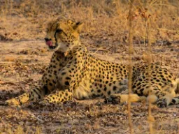 Gepard jest najszybszym zwierzęciem lądowym i potrafi biec do 120 km/h na krótkich dystansach Gepard jest najszybszym zwierzęciem lądowym i potrafi biec do 120 km/h na krótkich dystansach