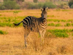 Zebra pozuje do zdjęcia Zebra pozuje do zdjęcia