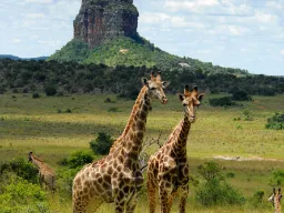 Żyrafy pozują - mogą osiągnąć do 6 metrów wysokości Żyrafy pozują - mogą osiągnąć do 6 metrów wysokości