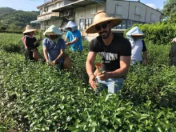 Plantacje herbaty zbiera się w Yilan Plantacje herbaty zbiera się w Yilan