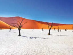 Deadvlei w Sossusvlei było jeziorem ok. 650 lat temu – drzewa wyschły i dlatego nie zgniły
