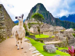 Lama na zwiedzaniu Machu Picchu Lama na zwiedzaniu Machu Picchu