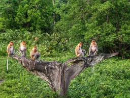 Nosacze w Labuk Bay na Borneo otoczone bujnym tropikalnym lasem deszczowym