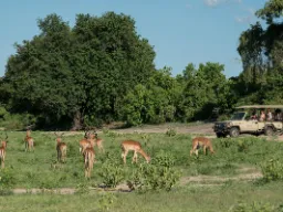 Impale pasą się przy obserwatorach