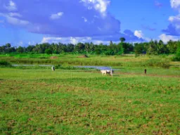Chłopi na polu ryżowym Chłopi na polu ryżowym