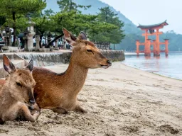 Scena z wyspy Miyajima, gdzie jelenie są uważane za święte Scena z wyspy Miyajima, gdzie jelenie są uważane za święte
