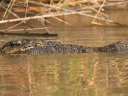 Krokodyl często leży ukryty przy brzegu, gotowy zaskoczyć zdobycz Krokodyl często leży ukryty przy brzegu, gotowy zaskoczyć zdobycz