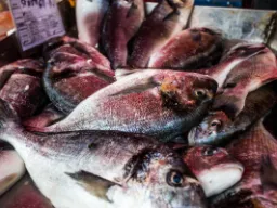 Świeżo złowiona ryba w porcie Marsaxlokk Świeżo złowiona ryba w porcie Marsaxlokk