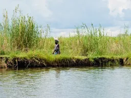 Kobieta nad brzegiem rzeki niesie worek na głowie przez wysoką trawę Kobieta nad brzegiem rzeki niesie worek na głowie przez wysoką trawę