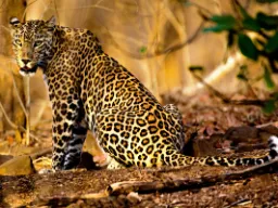 Szczęśliwcy zobaczą lamparta w Parku Narodowym Udawalawe Szczęśliwcy zobaczą lamparta w Parku Narodowym Udawalawe