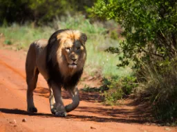 Ryk samca lwa słychać z odległości do 8 km i osiąga głośność do 114 dB – jak piła motorowa Ryk samca lwa słychać z odległości do 8 km i osiąga głośność do 114 dB – jak piła motorowa
