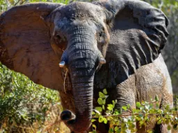 Afrykański słoń z dużymi uszami Afrykański słoń z dużymi uszami