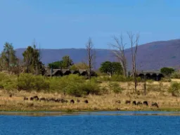 Gnu pasą się w ogrodzie Gnu pasą się w ogrodzie