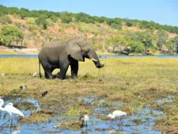 Słoń otoczony przez czaple bydłowe i ptaki brodzące
