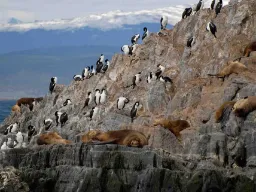 Lwy morskie i kormorany na skałach w Kanale Beagle niedaleko Ushuaia