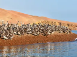 Spotkanie pelikanów na wybrzeżu rezerwatu Paracas Spotkanie pelikanów na wybrzeżu rezerwatu Paracas