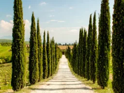 Aleja cyprysów w Montalcino Aleja cyprysów w Montalcino
