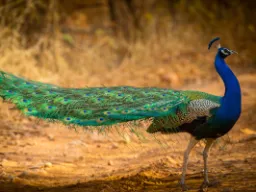 Paw jest narodowym ptakiem Indii i Pakistanu Paw jest narodowym ptakiem Indii i Pakistanu