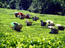 Zbieracze herbaty chronią się przed promieniami słońca Zbieracze herbaty chronią się przed promieniami słońca