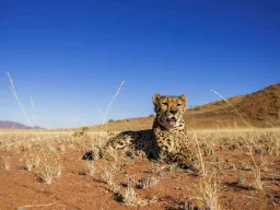 Gepard to najszybsze zwierzę lądowe, może osiągnąć prędkość do 120 km/h