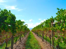 W Dolinie Yarra rocznie zbiera się około 8 000 ton winogron – głównie Pinot Noir i Chardonnay W Dolinie Yarra rocznie zbiera się około 8 000 ton winogron – głównie Pinot Noir i Chardonnay