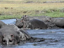 W dzień najbardziej lubią przebywać w wodzie W dzień najbardziej lubią przebywać w wodzie