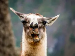 Lama w Peru ma duże znaczenie jako zwierzę juczne, dostawca wełny i symbol kulturowy z czasów Inków Lama w Peru ma duże znaczenie jako zwierzę juczne, dostawca wełny i symbol kulturowy z czasów Inków